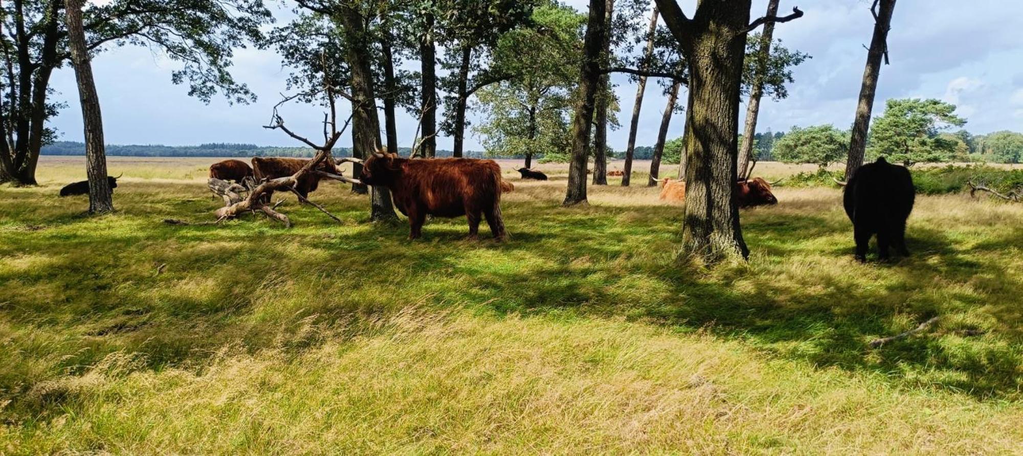 Hotel Het Witte Veen Witteveen エクステリア 写真